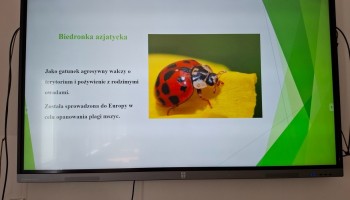 Slajd ze zdjęciem i opisem biedronki azjatyckiej