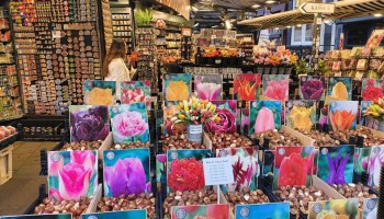 Stoisko z cebulkami tulipanów