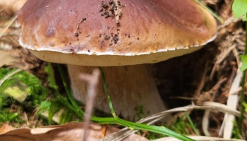 Jesienne dary lasu - grzyby