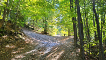 Las Beskidu śląskiego